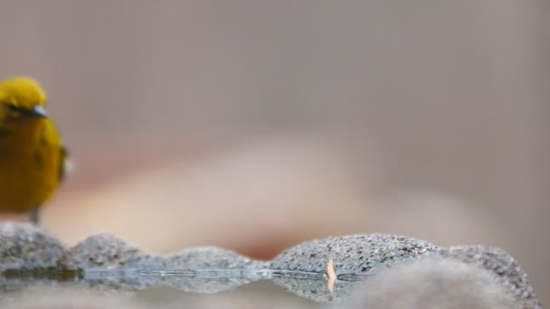 Pine Warbler gusano de captura — Vídeo de stock