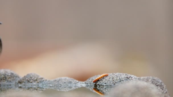 Giallo-rumped Warbler cattura verme — Video Stock