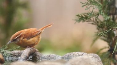 Carolina Wren içme suyu
