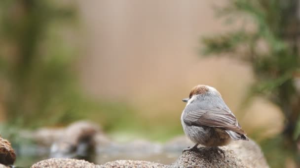 갈색 머리 Nuthatch — 비디오