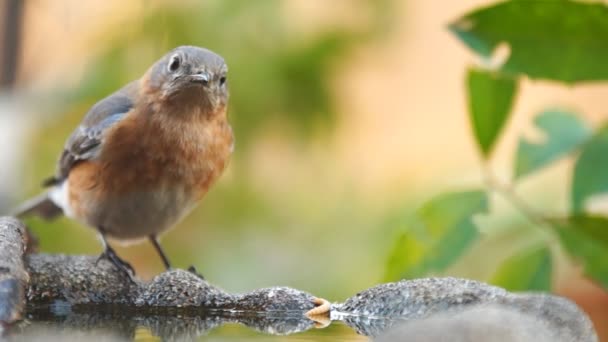 Oriental Bluebird fêmea comer um verme — Vídeo de Stock