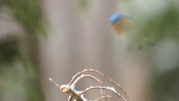 Bluebird oriental macho durante tormenta de nieve — Vídeos de Stock