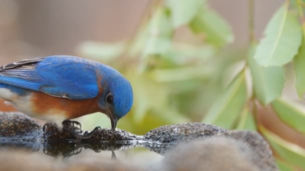 Oriental Bluebird macho água potável — Vídeo de Stock