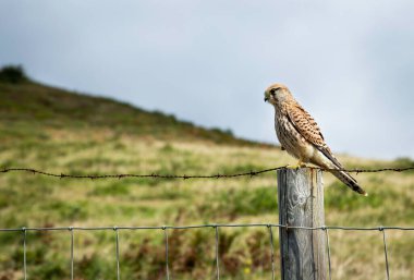 Dikenli bir çitte dinlenen küçük yırtıcı kuş yeşil bir dağ arka planına sahip yiyecek arıyor.
