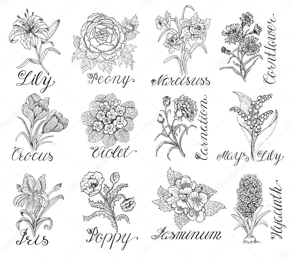Set of flowers with calligraphic lettering — Stock Vector © Samiramay
