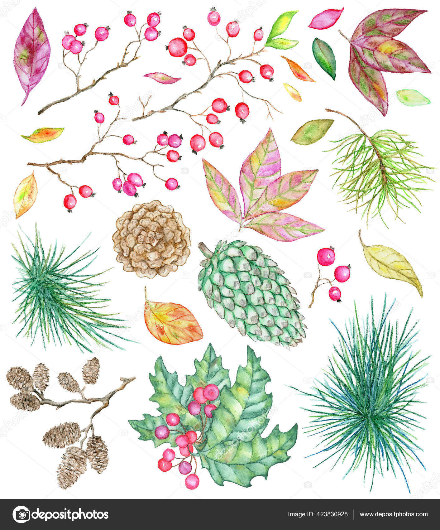 松や針葉樹の枝 ベリー 葉や白に隔離されたコーンとクリスマスと新年の植物セット グリーティングカード用デザイン要素付き手描きヴィンテージ水彩イラスト ストック写真 C Samiramay