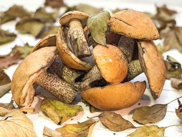 Mushrooms with leaves — Stock Image Mushrooms with leaves Stock Picture