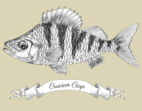 Crucian carp and vignette banner Stock Illustration