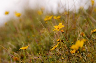 Soğuk havada sarı dağ çiçekleri sürüsü
