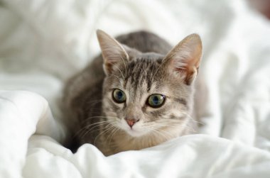 Yavru kedi portresi farklı yönlere bakıyor ve sabah ışığında