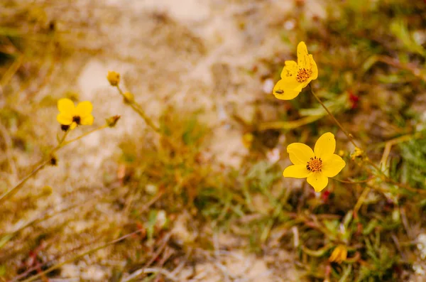 Groupe Fleurs Montagne Jaunes Par Temps Froid — Photo