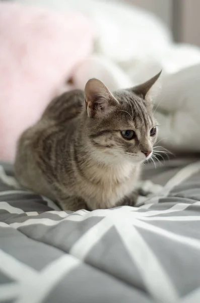 Portrait Bébé Chaton Regardant Dans Différentes Directions Dans Lumière Matin — Photo