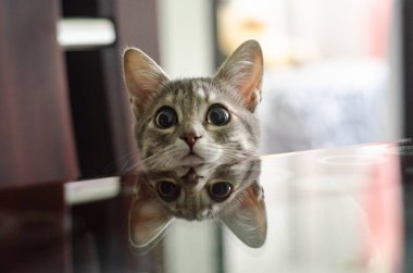 Yavru kedi yemek odasındaki yansımalarla oynuyor. büyük gözler