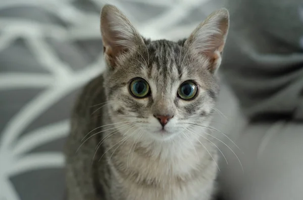 Portrait Bébé Chat Sur Dessus Lit Lumière Matin — Photo