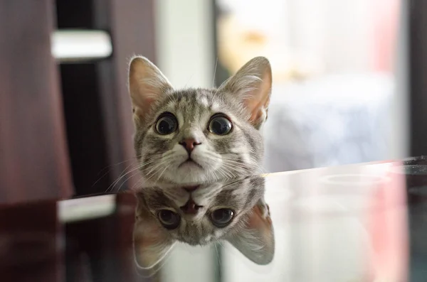 Baby Cat Playing Reflections Dining Room Large Eyes — Stock Photo, Image