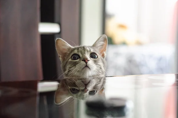 Baby Katt Leker Med Reflektioner Från Matsalen Stora Ögon — Stockfoto