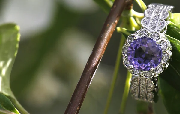 Anillo de boda de compromiso de diamantes amatista púrpura enclavado en una rama Imagen De Stock