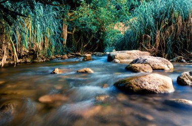 Ormandaki kayaların arasından akan bir nehir.