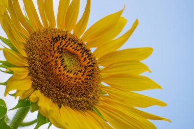 Gökyüzü zemininde çiçek açan güzel ayçiçekleri.
