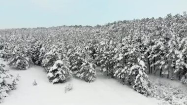 Kışın karla kaplı ormanın havadan görünüşü. Ağaçların dalları beyaz pofuduk karla kaplıydı. Temiz soğuk hava. Ormanda soğuk bir gün. İHA ateşi