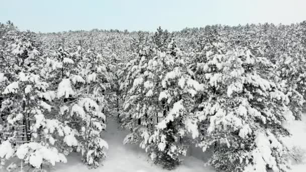 素晴らしい冬の森の空中ビュー 森は毛布のように白いふかふかの雪で覆われていた 美しい霜の日 ドローン撮影 ドローンの後方へ移動 — ストック動画