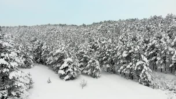 空中風景 雪に覆われた森 木々の枝には ふかふかの白雪 晴れた日 青空が広がっています ドローン撮影 ドローンはゆっくり左に移動しています — ストック動画