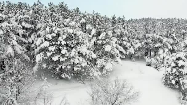 丘陵地带的美丽的空中景色 山坡上长满了树 一切都被雪覆盖着 晴空万里 晴空万里 用无人驾驶飞机射击 相机横向移动 — 图库视频影像