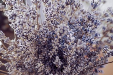 Lavanta çiçekleri yakın çekim makrosu