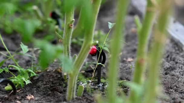トマト点滴灌漑システム — ストック動画