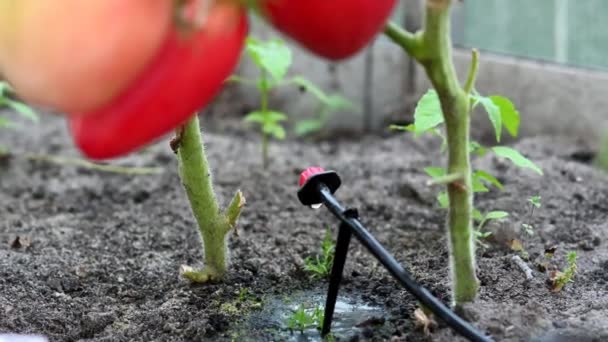 Tomaten Tropfbewässerungssystem — Stockvideo