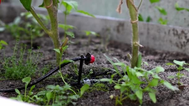 Système Irrigation Goutte Goutte Tomate — Video