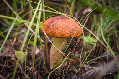 mantar portakal şapkası çörek.