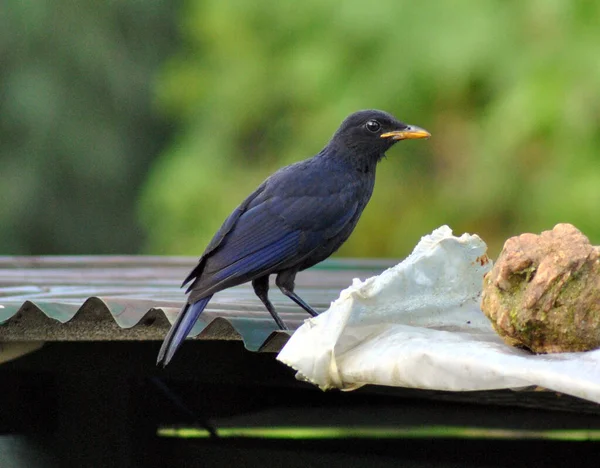 A Blue Whistling Thrush perched on the house roof, chirping in the morning at Gangtok in Sikkim. There are 574 species of birds, out of which 253 genera and 55 families under 16 avian orders are found in Sikkim.