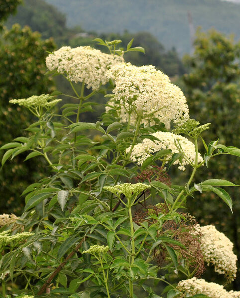 Giant Hogweed Plant fully blooms at Rumtek near Gangtok, Sikkim. Around 4000 varieties of flowers found in the Eastern Himalayas including Sikkim. 