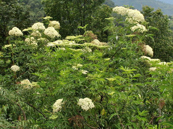 Giant Hogweed Plant fully blooms at Rumtek near Gangtok, Sikkim. Around 4000 varieties of flowers found in the Eastern Himalayas including Sikkim. 