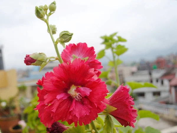 Kwiat Camellias Pełni Kwitnie Katmandu Nepalu Około 4000 Odmian Kwiatów — Zdjęcie stockowe