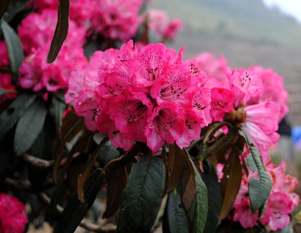 Rhododendron Bloesem Barsay Rhododendron Sanctuary Gelegen 000 Hoogte West Sikkim — Stockfoto