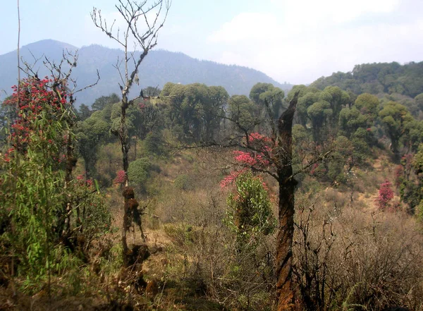 Rhododendron Blüht Barsay Rhododendron Sanctuary Das Die Farben Des Waldes — Stockfoto