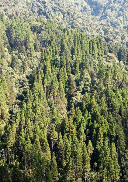 Los Pinos Coníferas Crecen Espesos Bosque Ven Fascinantes Parque Nacional — Foto de Stock