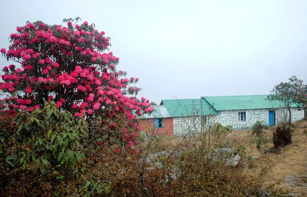 Rhododendron Teljesen Kivirágzik Túrázó Kunyhó Közelében Elbűvölően Néz Barsay Rhododendron — Stock Fotó