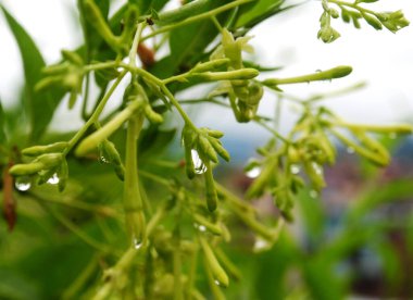 Bitki ve yaprak dokuma tezgahlarında birikmiş su çiğ taneleri Doğu Himalayalar 'daki gece sağanağından sonra Nepal' in Katmandu kentindeki bir bahçede büyüleyici görünür. Muson yakalamak için farklı tipte büyüleyici görüntüler verir..  