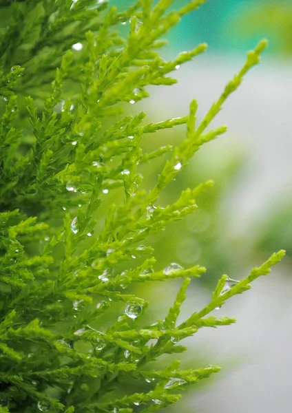 Rocío Del Agua Acumulado Plantas Telares Hojas Como Perlas Ven — Foto de Stock