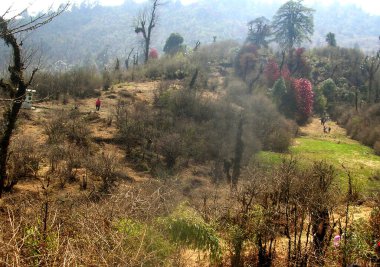 Rhododendron, Batı Sikkim, Hindistan 'daki ormanı renkli yapan Barsay Rhododendron Sığınağı' nda tamamen büyüleyici görünüyor. İlkbaharda Sikkim 'de 132 türden 54 