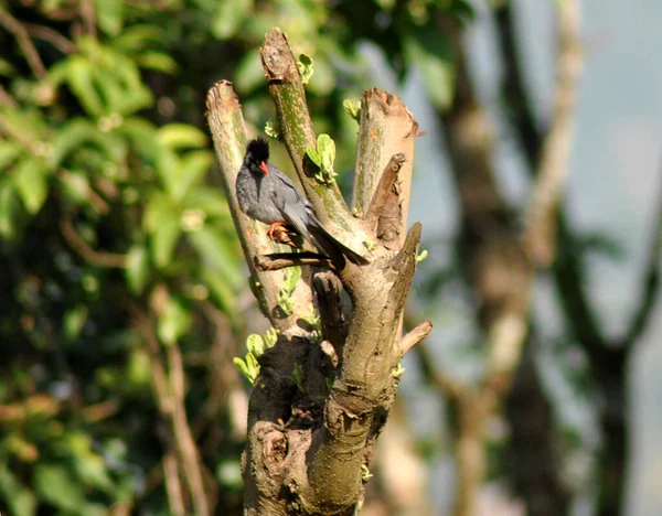 Булбул Сидящий Щебечущем Дереве Завораживает Взгляд Намчи Южной Сиккиме Индия — стоковое фото