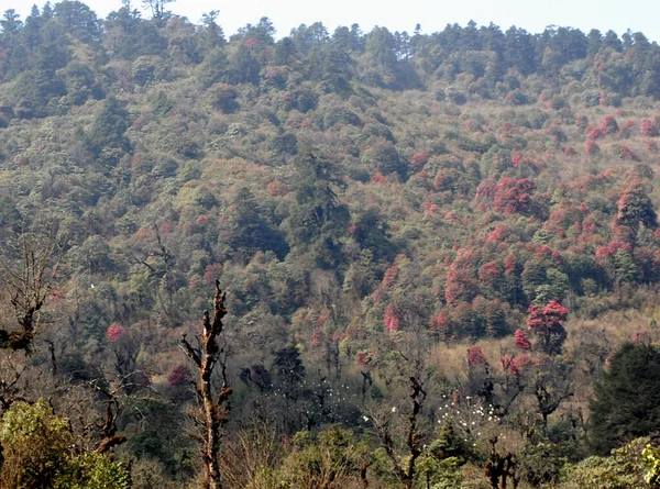 Rhododendron Blüten Sehen Barsay Rhododendron Sanctuary West Sikkim Indien Faszinierend — Stockfoto