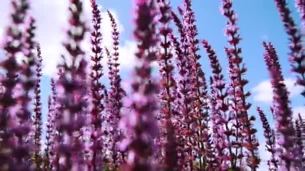 Video van bloeiende lavendel zwaaiend in de wind tegen een blauwe lucht close-up — Stockvideo