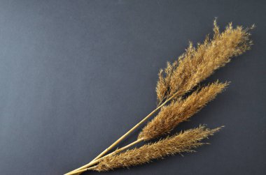 Üç sazlık kuru sazlık, gri bir masanın üzerinde bir kopya alanı, yukarıdan bir görünüm, iç dekorasyon