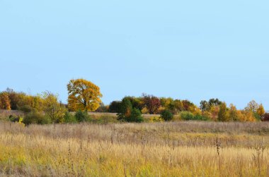 Ön planda ağaçlar ve çalılar olan sonbahar manzarası ve kopya alanı olan mavi gökyüzü. Yüksek kalite fotoğraf