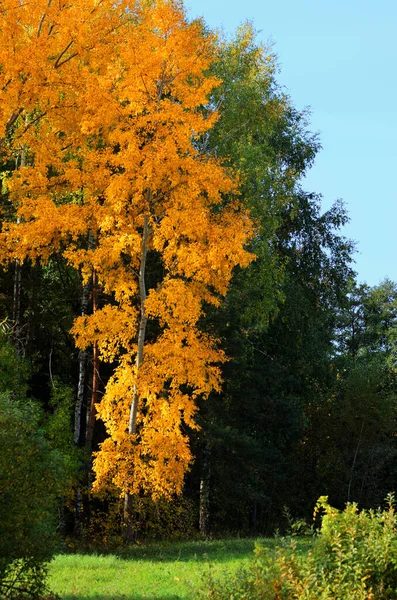 Autumn landscape with vertical orientation, birch with yellow foliage against the green forest