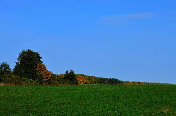 Pousses vertes de blé d'hiver dans le contexte de la forêt d'automne sous le ciel bleu — Photo